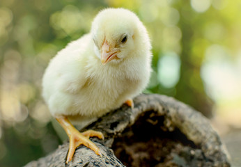 Cute Chicks