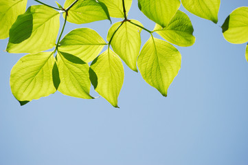 green leaves against sky