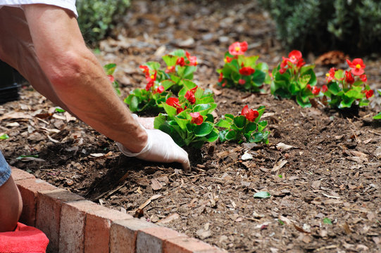 planting flower