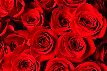 red rose background