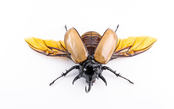 Golden Five Horned Rhino Beetle