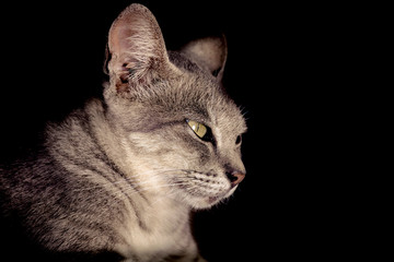 cat thai over black background.