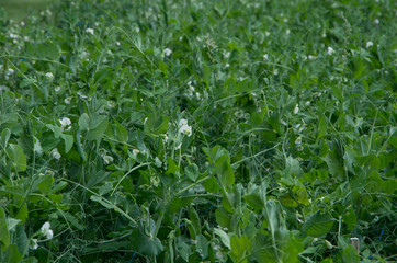 Field of Peas