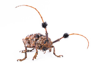 brown scarab beetle