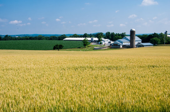 Wheat Field