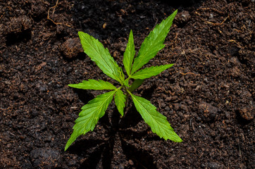 Close up of hemp buds