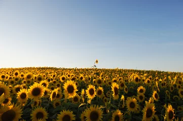 Tissu par mètre Tournesol sunflower