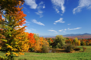 Fototapeta premium autumn trees