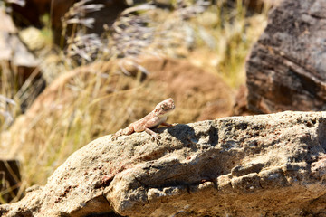 Mimetic lizard at Petrified Forest, Khorixas, Namibia
