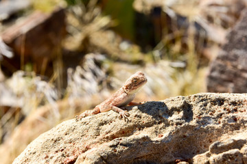Mimetic lizard at Petrified Forest, Khorixas, Namibia