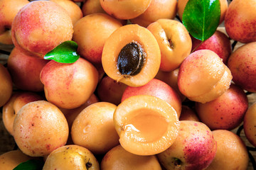 apricots. fruit