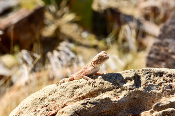 Mimetic lizard at Petrified Forest, Khorixas, Namibia