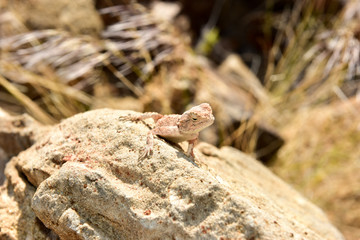 Mimetic lizard at Petrified Forest, Khorixas, Namibia