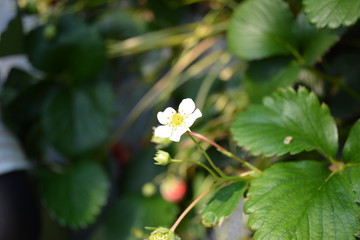 いちごの花