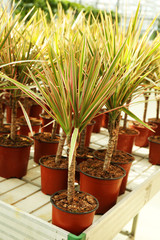 Fototapeta premium Huge greenhouse with lot of flowers and plants for sale