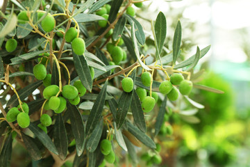 Olive tree in greenhouse, close-up