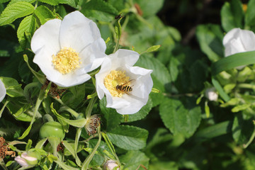Fototapeta premium Bee on a dog rose flower in a garden