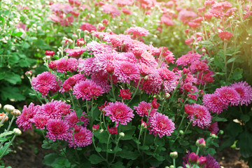 Beautiful chrysanthemum flowers, close-up, outdoors