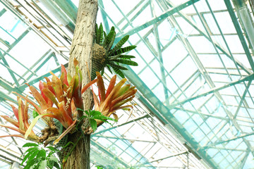 Obraz premium Tropical Plants in greenhouse at botanical garden