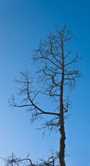 Obraz premium dead tree under blue sky.