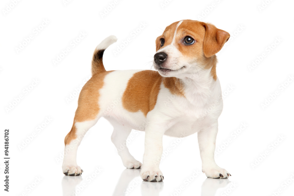 Sticker Jack Russell puppy