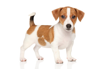 Jack Russell puppy on white background