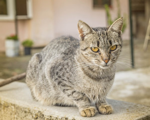 Naklejka premium cat face eyes