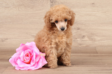 Dwarf poodle puppy with rose flower