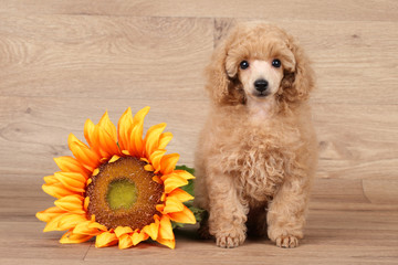 Poodle puppy with sunflower