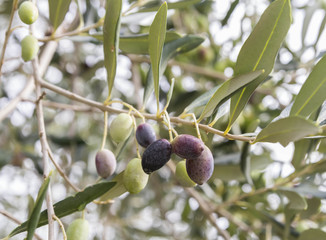 olives green and tree