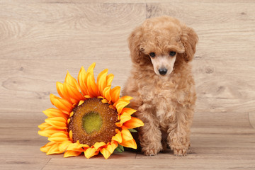 Toy poodle puppy with sunflower