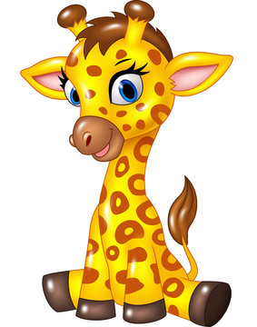 Adorable baby giraffe sitting isolated on white background
