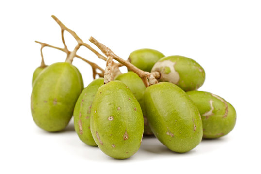 Young Tahitian Apples - Spondias cytherea