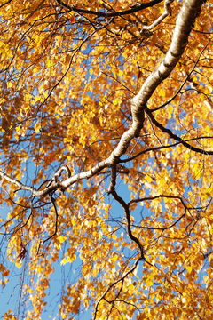 Birch In Fall