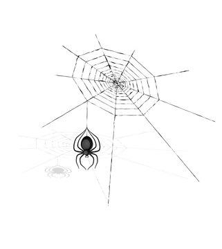 spider and cobweb