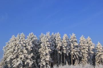 Зимний лес.