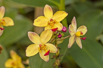 yellow orchid flowers.