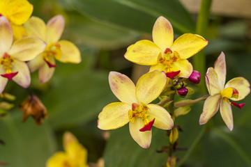 yellow orchid flowers.