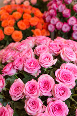 バラの花