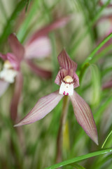 中国糸蘭　緋宝　