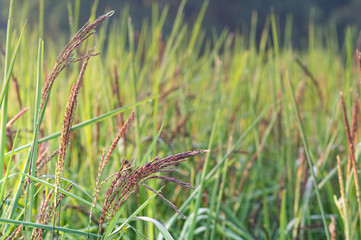 Fototapeta premium Rice and rice spike