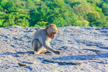 young monkey on the mountain 