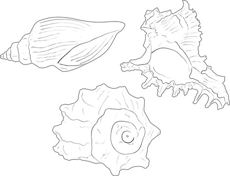 three shellfishes sketches isolated on white