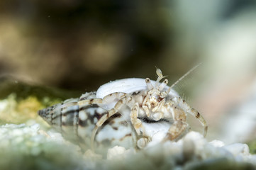 Hermit crab in a sea water Aquarium