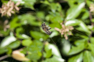 Honey bee trapped in a spider web