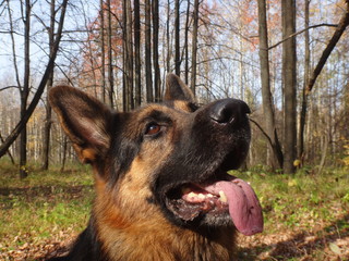 Собака овчарка в лесу в осенний солнечный день