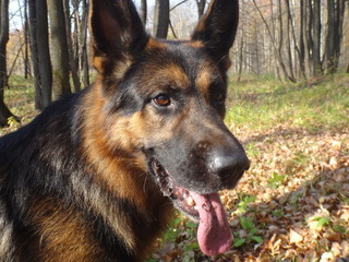 Собака овчарка в лесу в осенний солнечный день