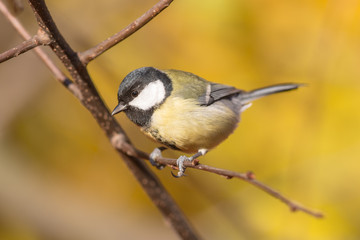 titmouse on a branch