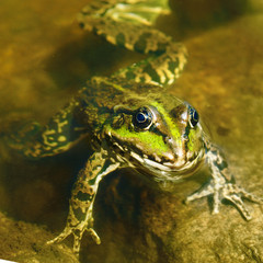 edible frog in muddy water