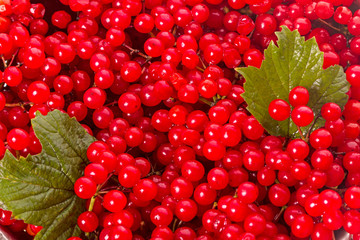 Background of red viburnum ordinary